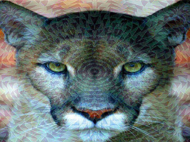 Cougar Face