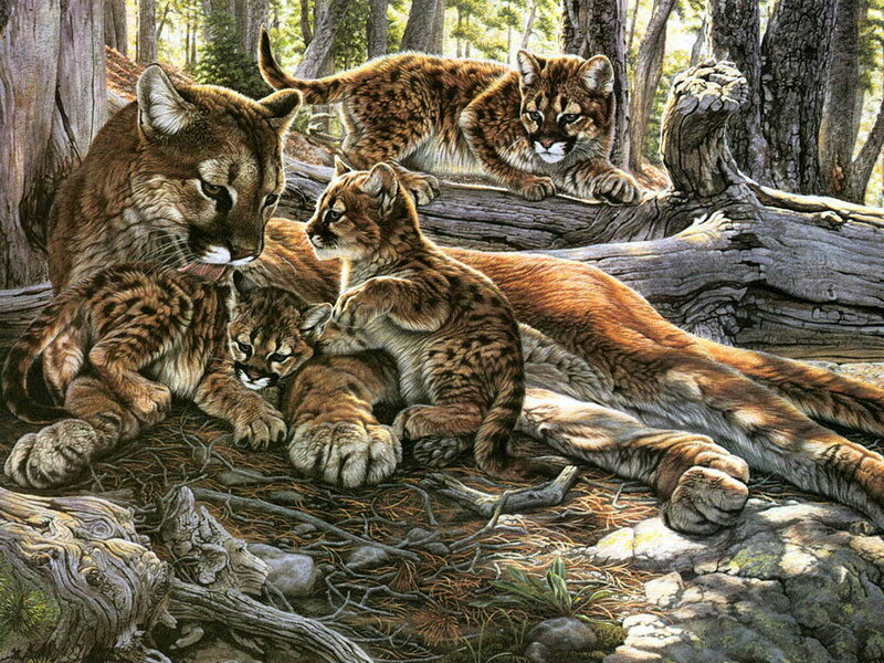 Cougar family in forest