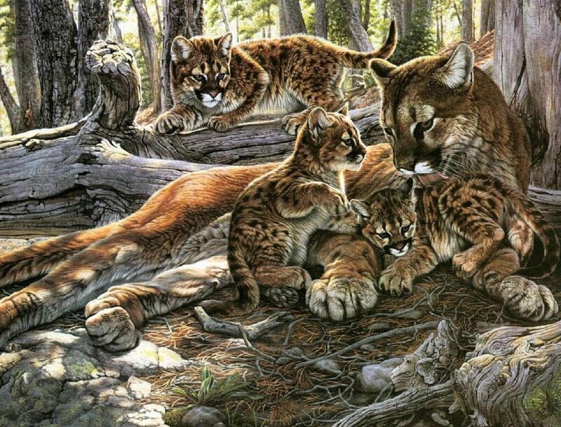 Cougar Family in Forest — Brown