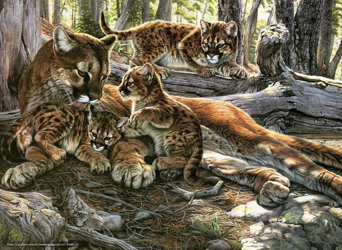 Cougar family in forest