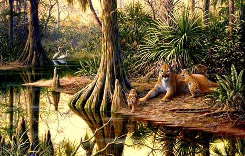 Cougar Family in Swamp