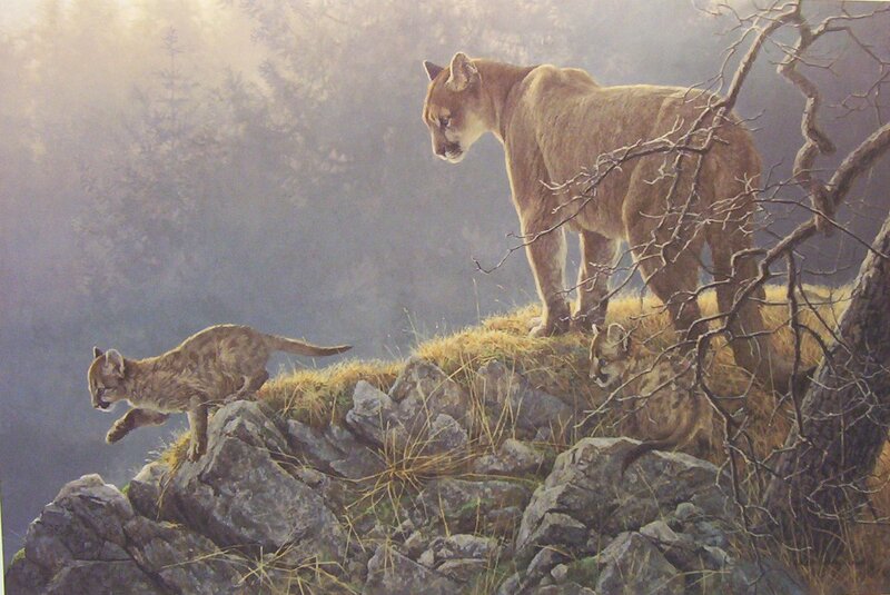 Cougar Family on Cliff