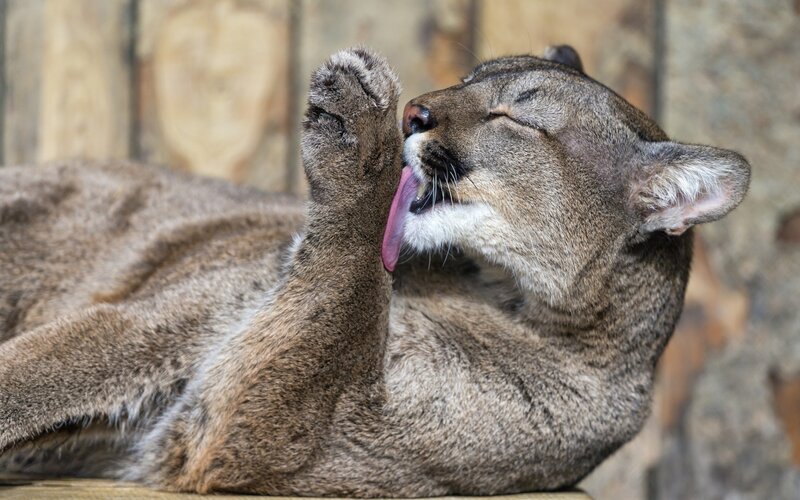 Cougar grooming itself