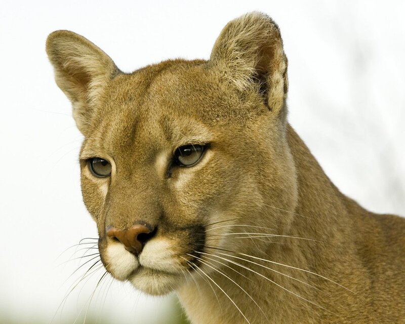 Cougar Head Portrait — Brown, Calm