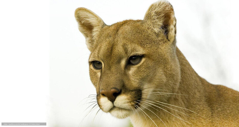 Cougar Head Portrait — Brown, Neutral
