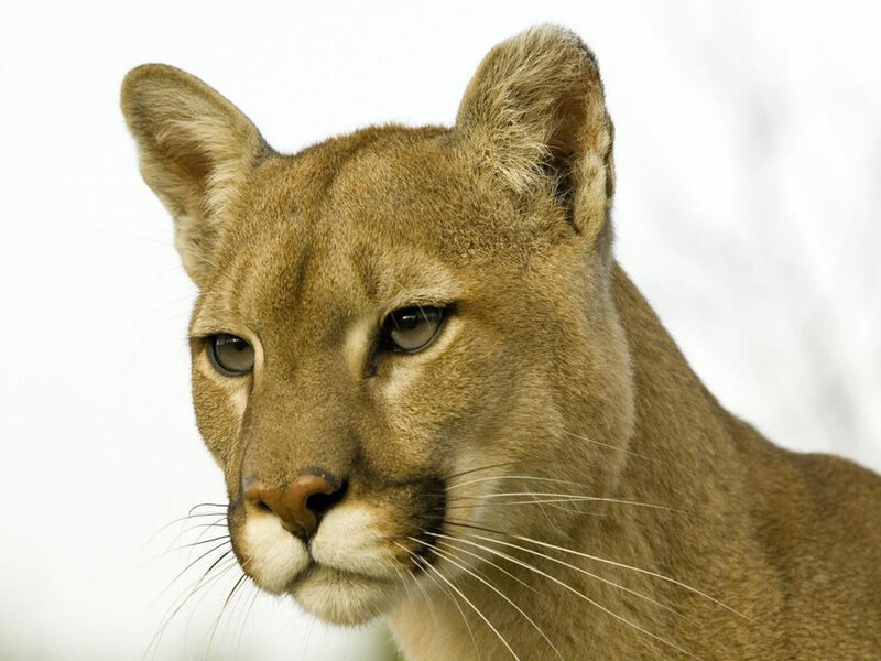 Cougar Head Portrait