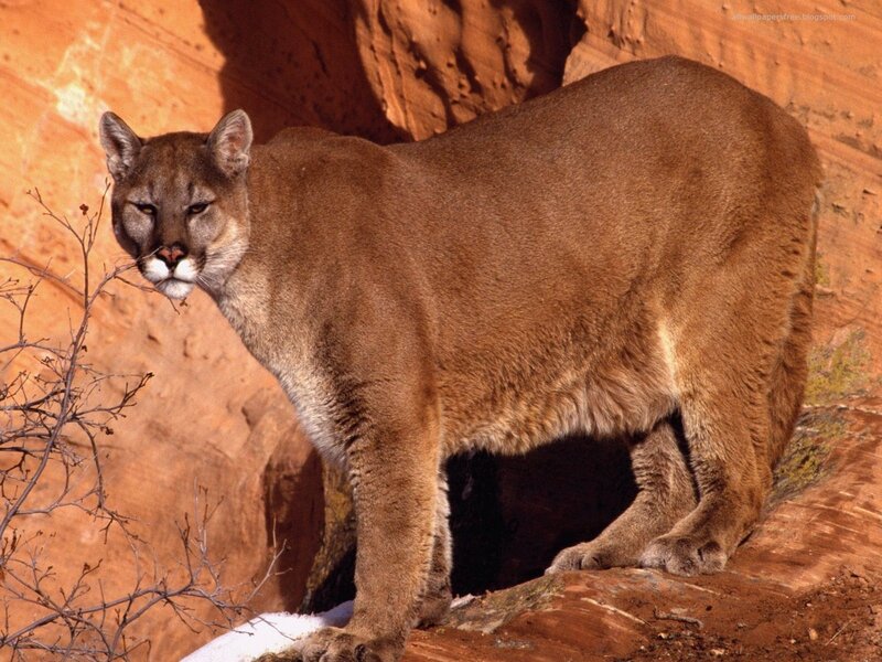 Cougar in a desert canyon