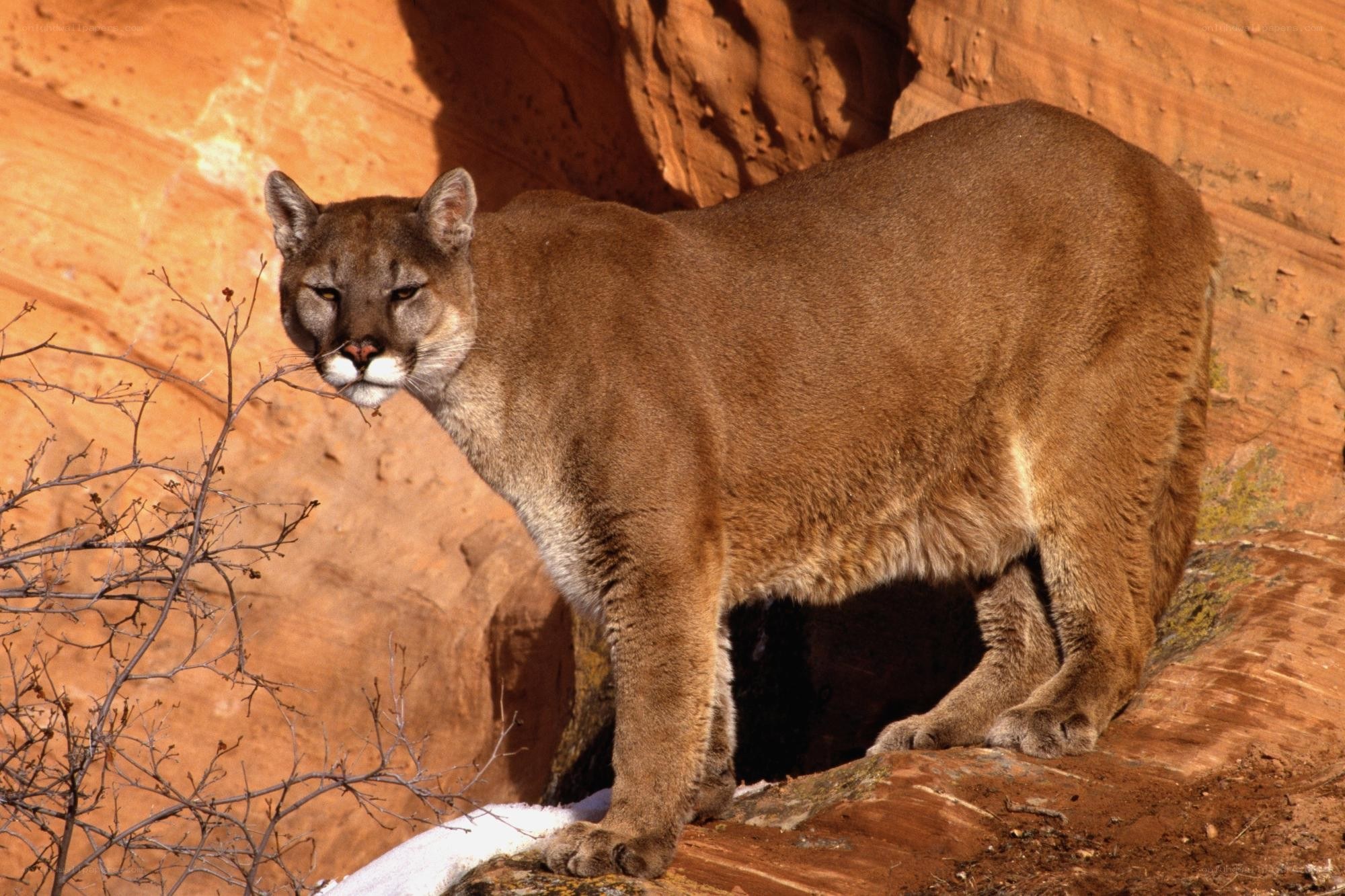 Cougar in a desert canyon