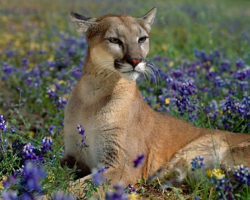 Cougar in a field of flowers