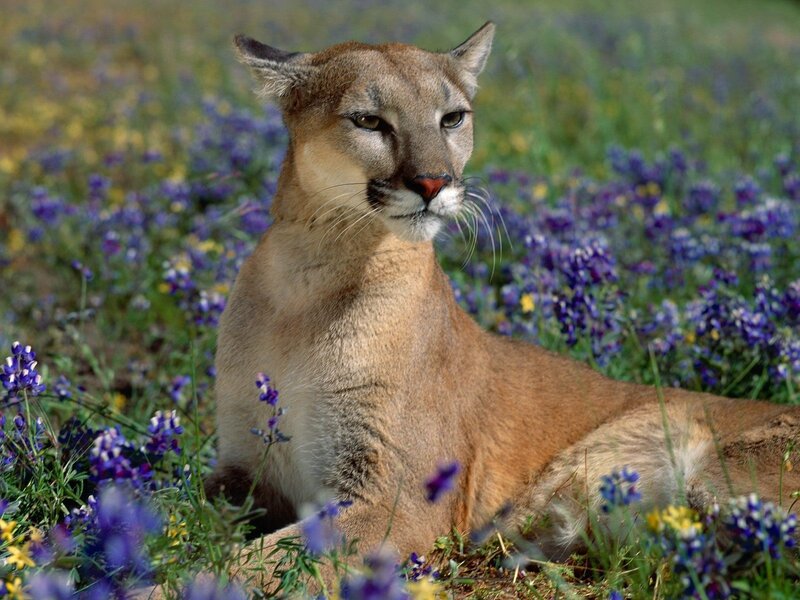 Cougar in a field of flowers