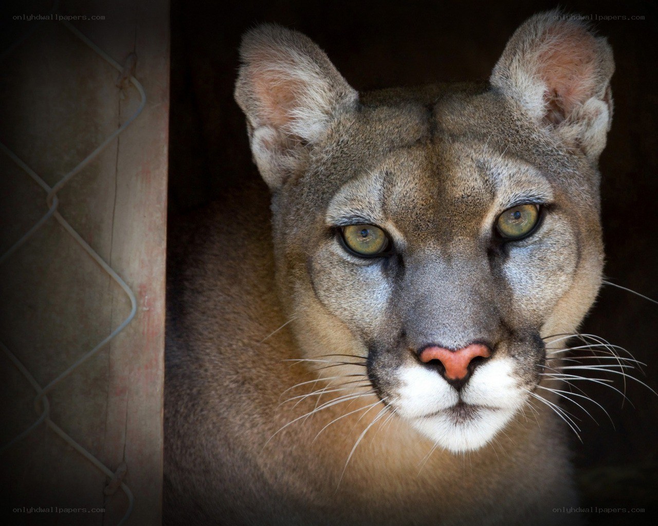 Cougar in a shelter