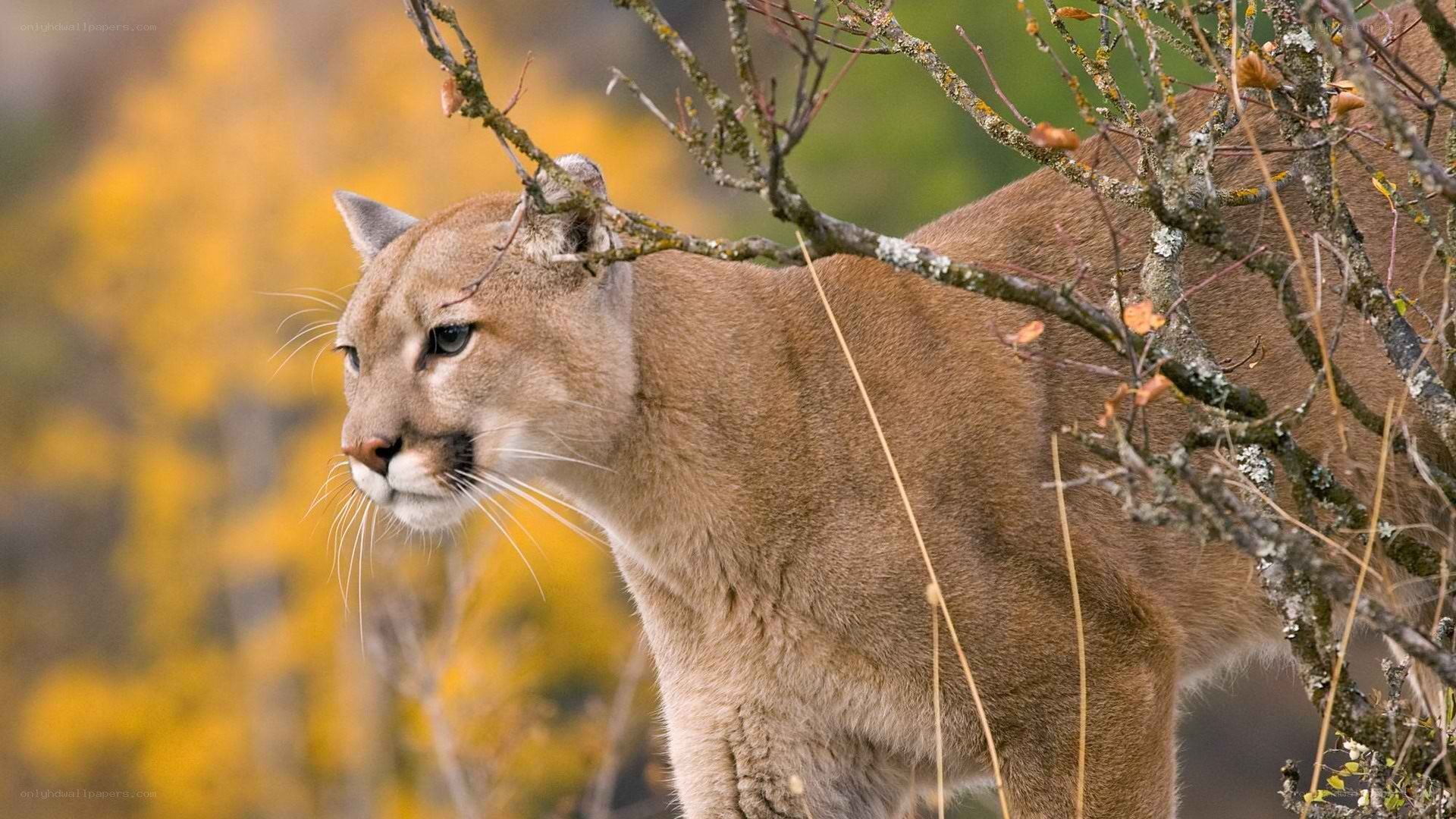 Cougar in autumn forest