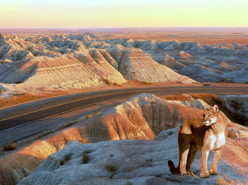 Cougar in Badlands landscape