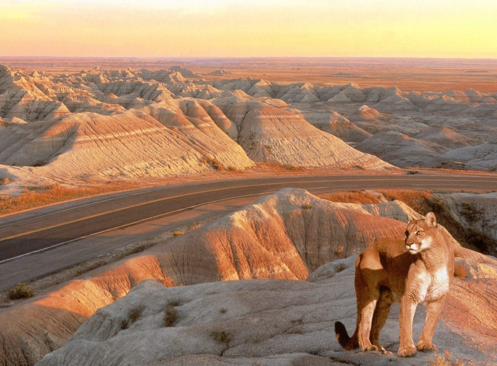 Cougar in badlands landscape