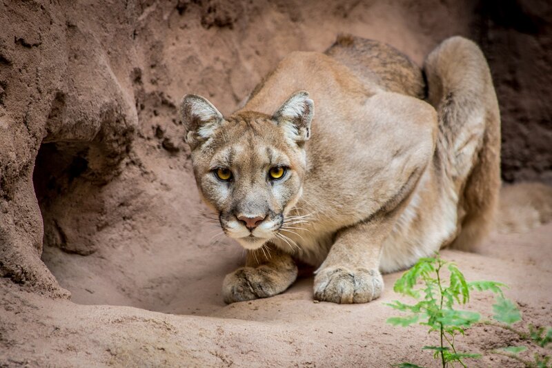 Cougar in Cave — Brown