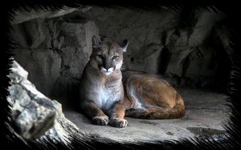 Cougar in Cave
