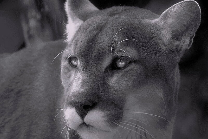 Cougar in Close-up — Black