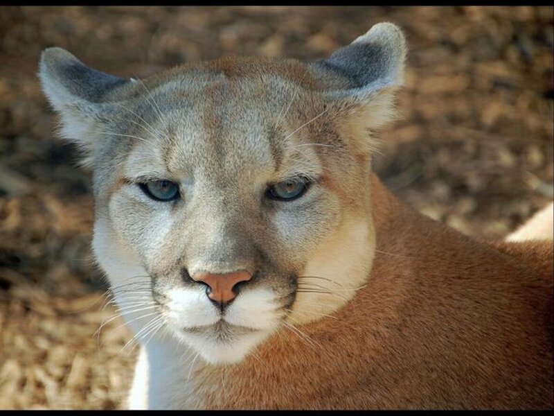 Cougar in Close-up — Brown, Calm