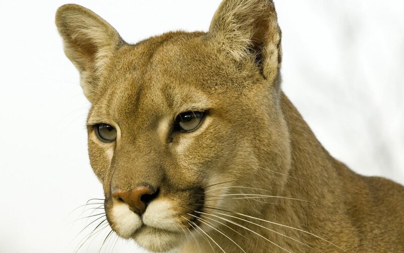 Cougar in Close-up — Brown, Neutral, Photograph