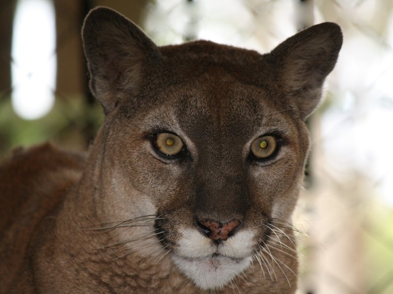 Cougar in Close-up — Brown