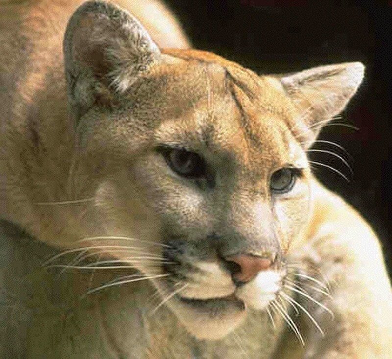 Cougar in Close-up — Tan