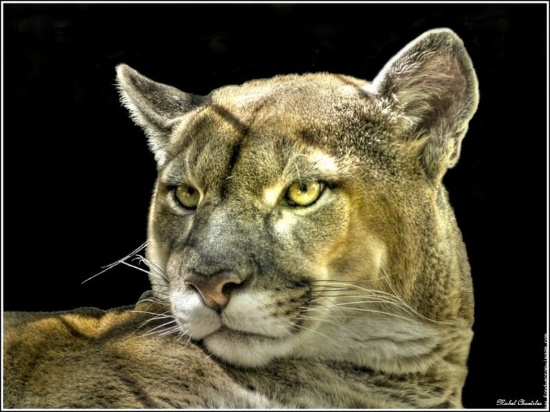 Cougar in Close-up