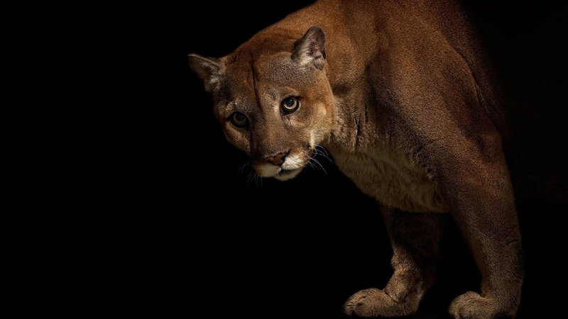Cougar in Dark Setting — Brown, Dramatic, Night