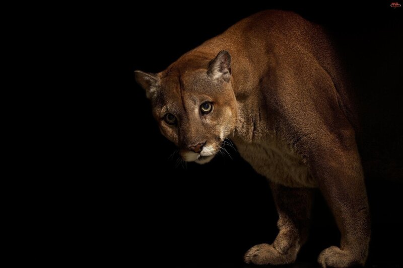 Cougar in Dark Setting — Brown, Dramatic