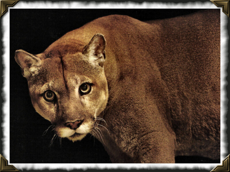 Cougar in Dark Setting — Brown