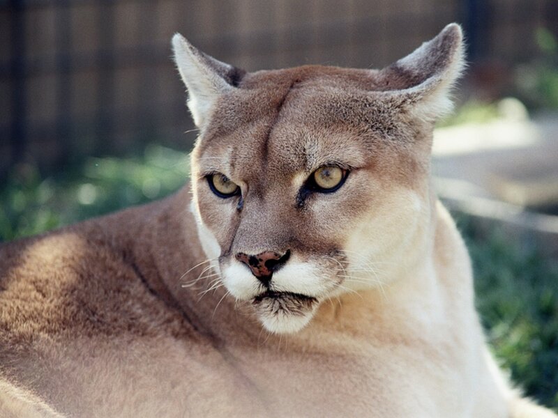 Cougar in Daylight