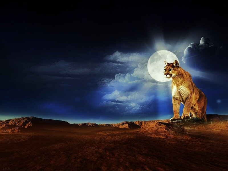 Cougar in Desert — Blue