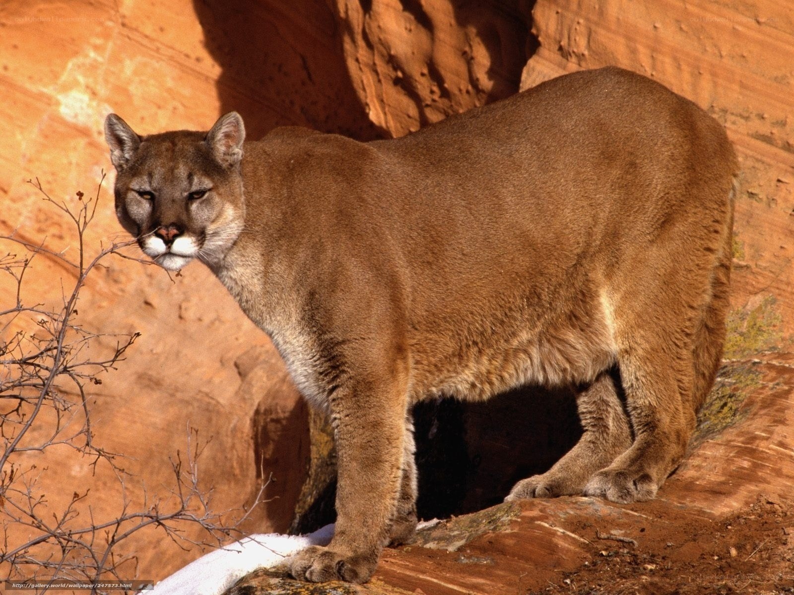 Cougar in desert canyon