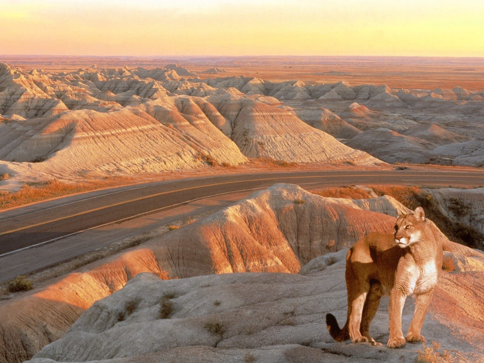 Cougar in desert landscape