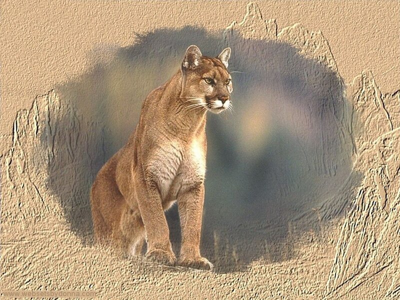 Cougar in Desert