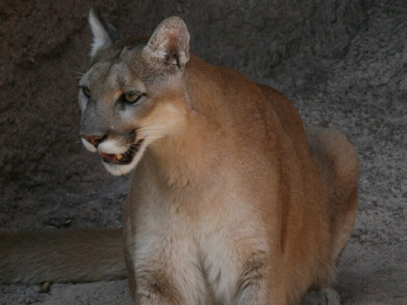 Cougar in Enclosure — Brown, Alert