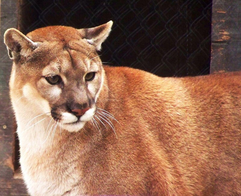 Cougar in Enclosure — Brown, Calm