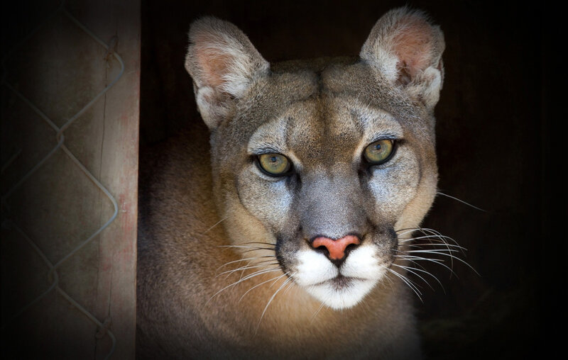 Cougar in Enclosure — Brown, Intense, Photograph