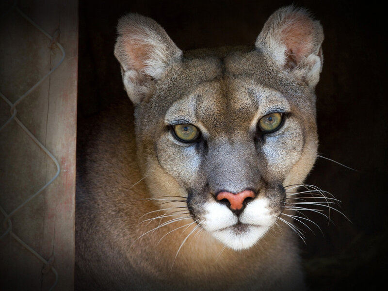 Cougar in Enclosure — Brown, Intense