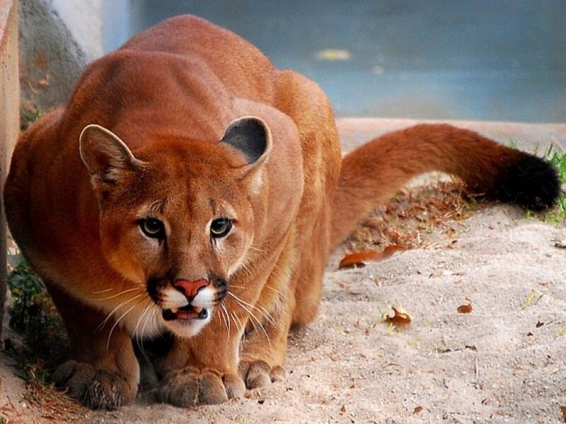 Cougar in Enclosure — Brown