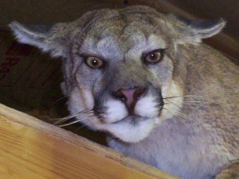 Cougar in Enclosure — Gray, Alert