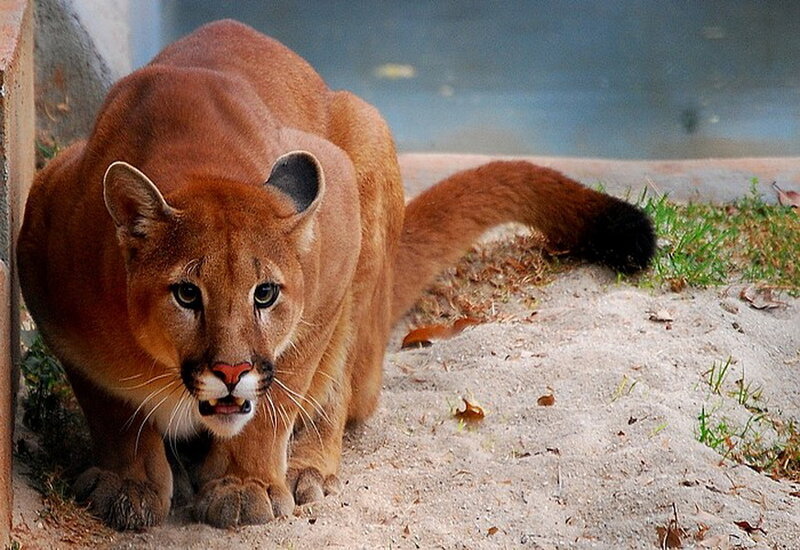 Cougar in Enclosure