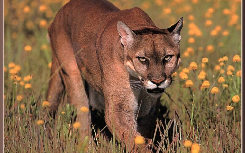 Cougar in Field of Flowers