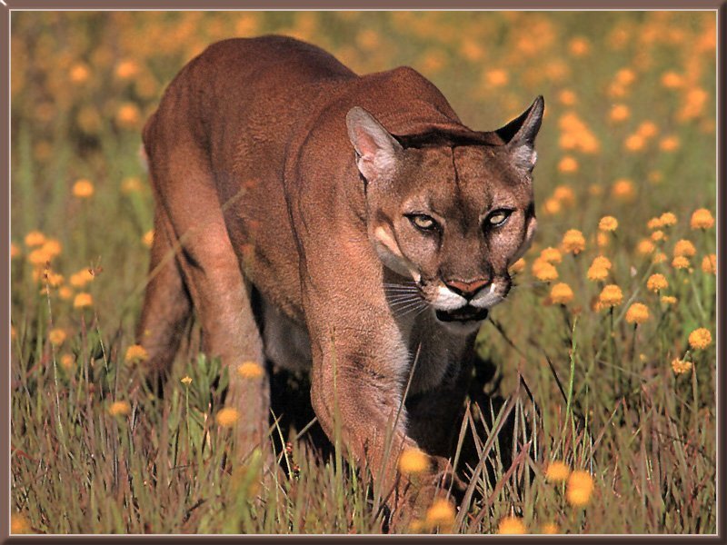 Cougar in Field