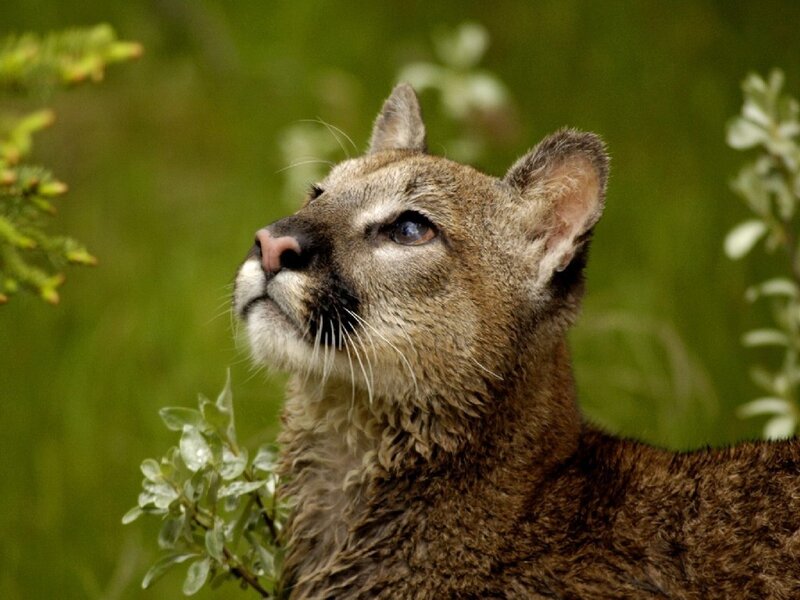 Cougar in Foliage — Brown, Alert, Photograph, Greenery