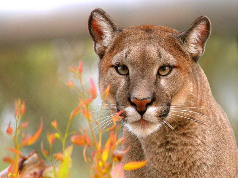 Cougar in Foliage — Brown, Alert