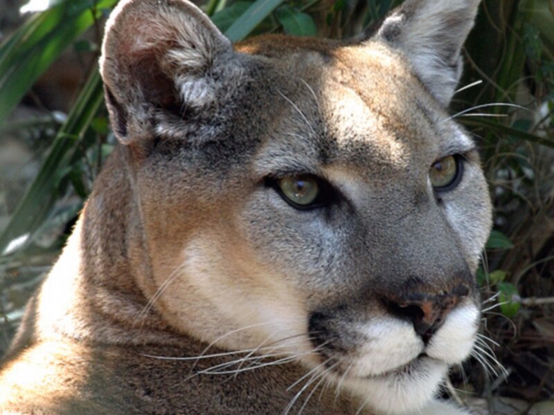 Cougar in Foliage — Brown