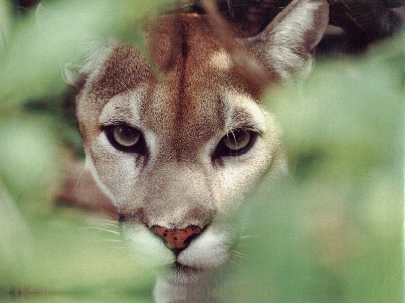Cougar in Foliage — Green