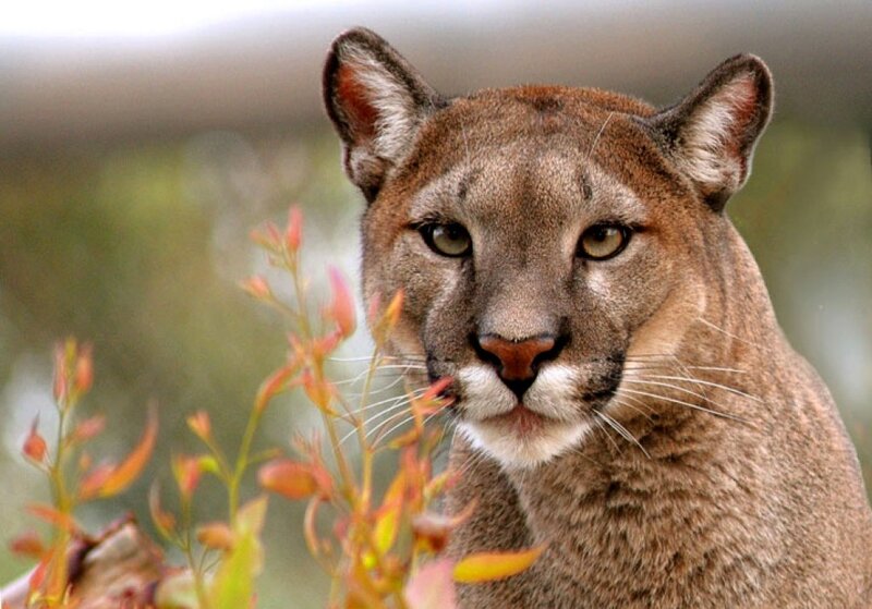 Cougar in Foliage