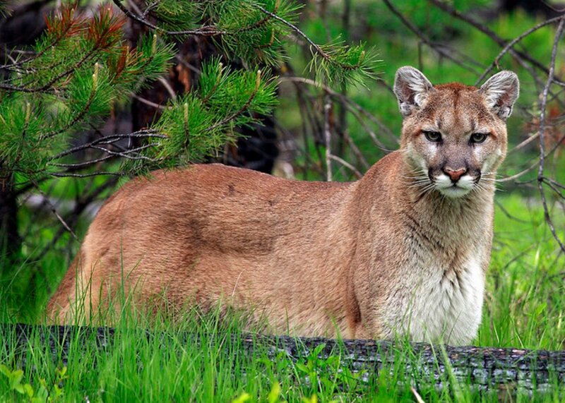 Cougar in Forest — Brown, Alert, Afternoon, Photograph