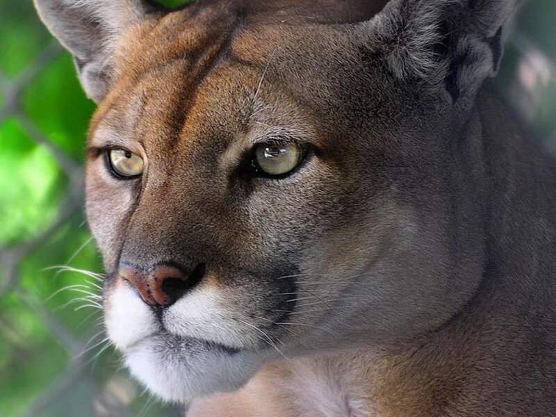 Cougar in Forest — Brown, Alert, Afternoon